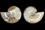 Agate Replaced Ammonite Fossil - Madagascar #145909-1